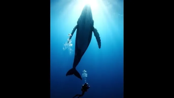 黑瓜网今日大赛最新一期内容 - 深蓝星球：探索海洋深处的未知世界